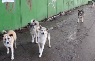 https://en.m.wikipedia.org/wiki/Street_dogs_in_Bucharest
