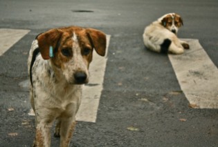 http://www.bucharestlife.net/2011/11/dogs-the-referendum/